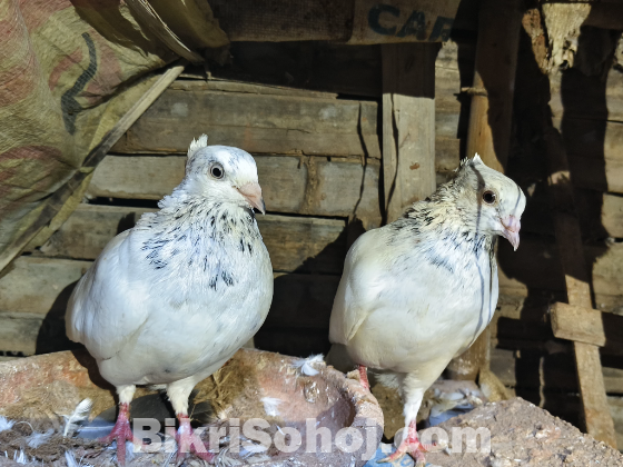 Giribaj pigeon / giribaj kobutor (গিরিবাজ কবুতর)